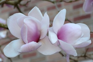 Nice couple of magnolia flowers in Seattle